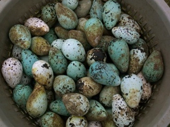 <ul><li><p>primary explanation for many egg colors and patterns:</p><ul><li><p>camouflage</p><ul><li><p>generally, nests in cavities have white eggs, whereas open nests are cryptically patterned</p></li><li><p>but... too many exceptions to be the only explanation</p></li></ul></li><li><p>other explanations for many egg colors and patterns:</p><ul><li><p>signal of female quality (e.g., Pied Flycatcher egg brightness associated with immunocompetence)</p></li></ul></li></ul></li></ul><p></p>