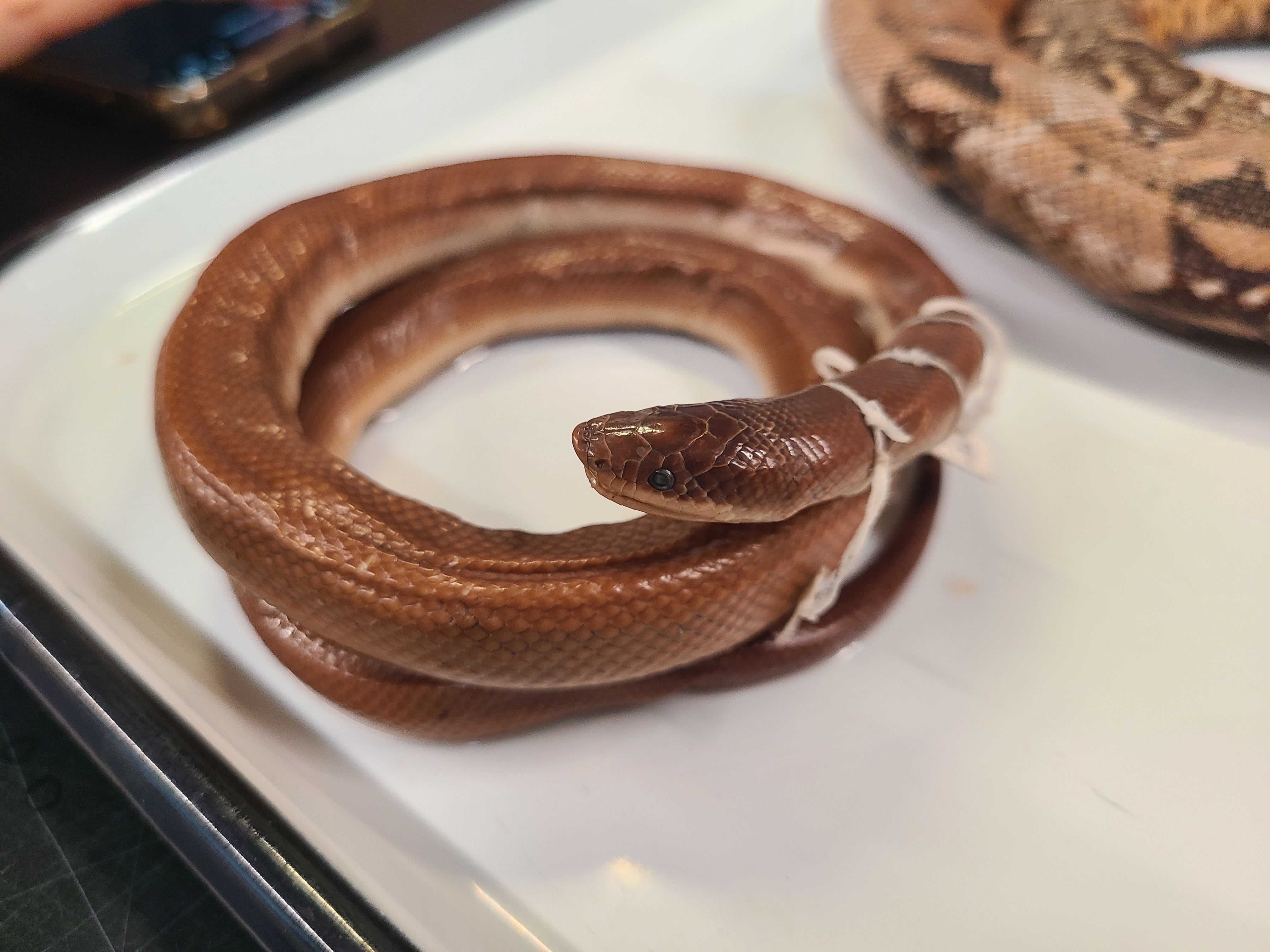 <p>Genus, Species, and feature</p>