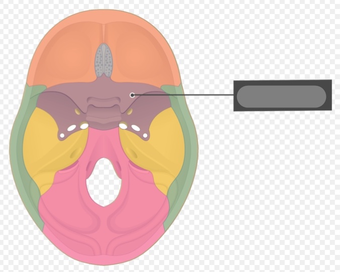 <p>Identify this bone feature labeled by the grey box and define its anatomical purpose.</p>