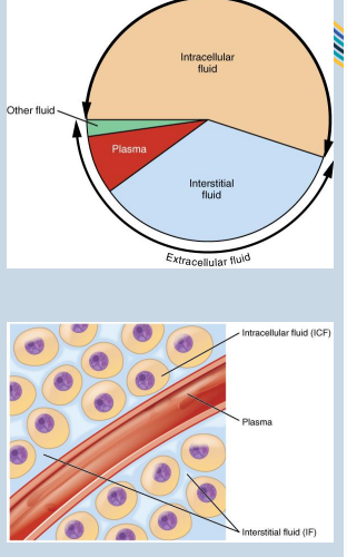 <p>• The <strong>ICF </strong>lies within cells and is the principal component of the cytosol/cytoplasm. The ICF makes up about 60% of the total body water.</p><p></p><p>The <strong>ECF </strong>accounts for the other 40% of the total body water.</p><p>• Approximately 20% of the ECF is <strong>plasma</strong>.</p><p>• Approximately 75% of the ECF is i<strong>nterstitial fluid </strong>(ISF/IF).</p><p>• Approximately 5% of the ECF is “other” fluid or <strong>transcellular fluid.</strong></p>