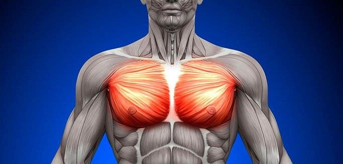<p>“pecs”; flexing, adducting, internally rotating humerus </p>