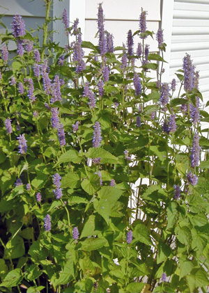 <p>Agastache spp.</p>