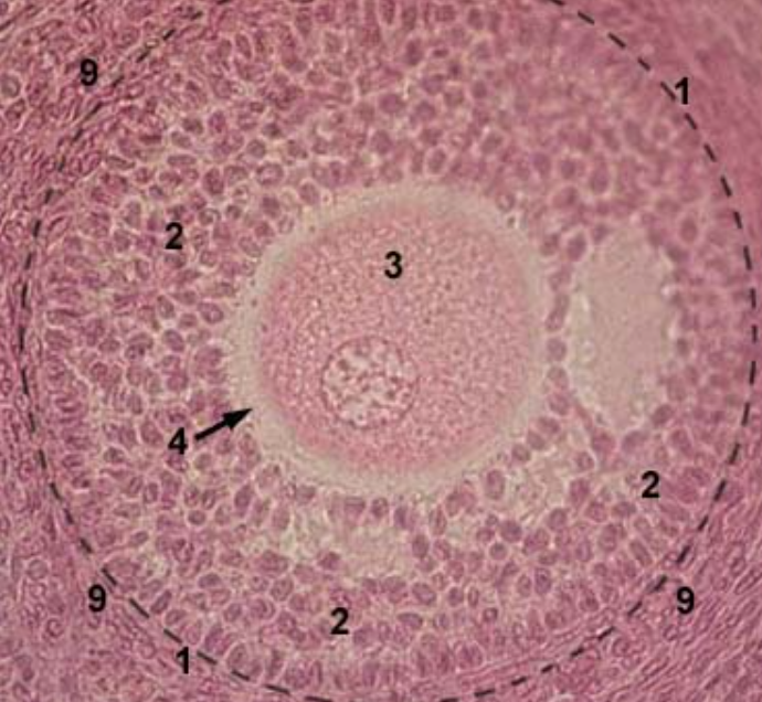 <p>4?</p>