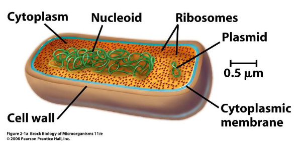 <p>-NUCLEOID: DNA material inside, floats freely in cytoplasm, one large circular chromosome<br>-PLASMID: small circular DNA molecules<br>-NO organelles, vesicles<br>-Unicellular<br>-Flegella (motion structures)<br>-Asexual duplication (binary/multiple fission)</p>