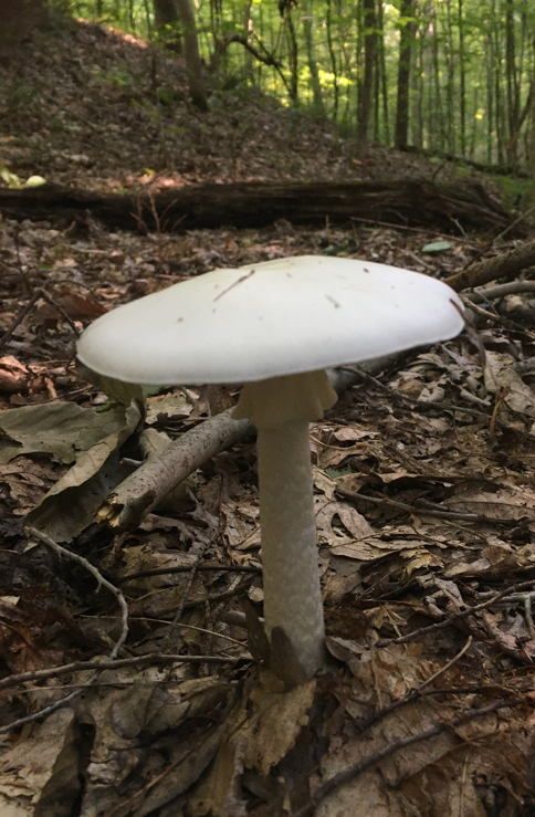 <p>Amanita bisporgera</p><p>Mycorrhizal</p>