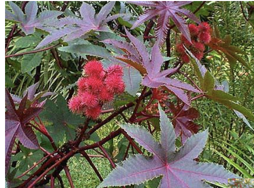 <p>What plant is the species Ricinus communis, and contains lectin toxins similar to Abrin? It has ricin (glycoprotein) made of a lectin B chain and enzymatic A chain, which inhibits ribosomes. It can be used as a biological weapon. Signs include severe GIT irritation, nausea, severe abdominal pain and hemorrhagic diarrhea, anorexia, sweating, vomiting, decreased BP, weakness, trembling, collapse, decreased lactation, thick ropy salivation, hypothermia, rapid water/electrolyte loss, dehydration, hypovolemic shock, increased liver enzymes, and increased urea/creatinine levels. Treatment is with removal of seeds from the GIT, activated charcoal, purgatives, and support treatment.</p>