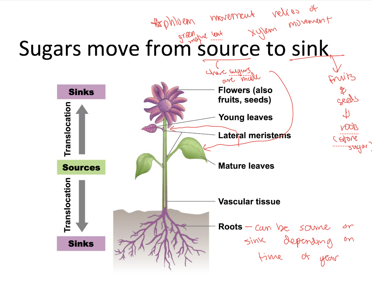 <p>from source to sink!</p><ul><li><p>sugars in phloem sap can move both up or down, unlike xylem which only moves up!</p></li></ul><p></p>