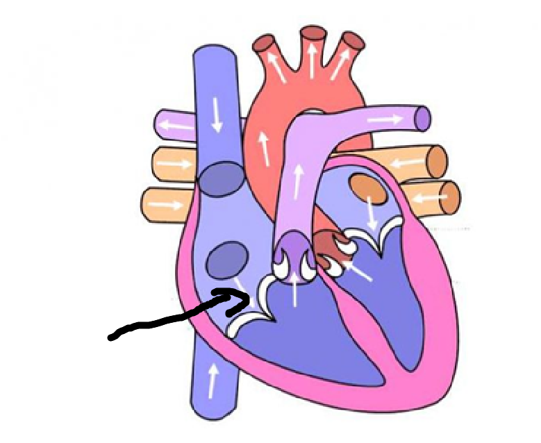 <p>2nd location + blood type + what it goes through</p>