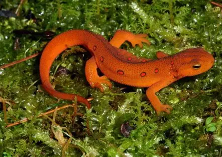 <p>What Amphibian is this?</p>