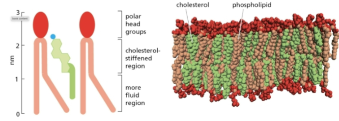<p>rigid, in lipid bilayer</p>