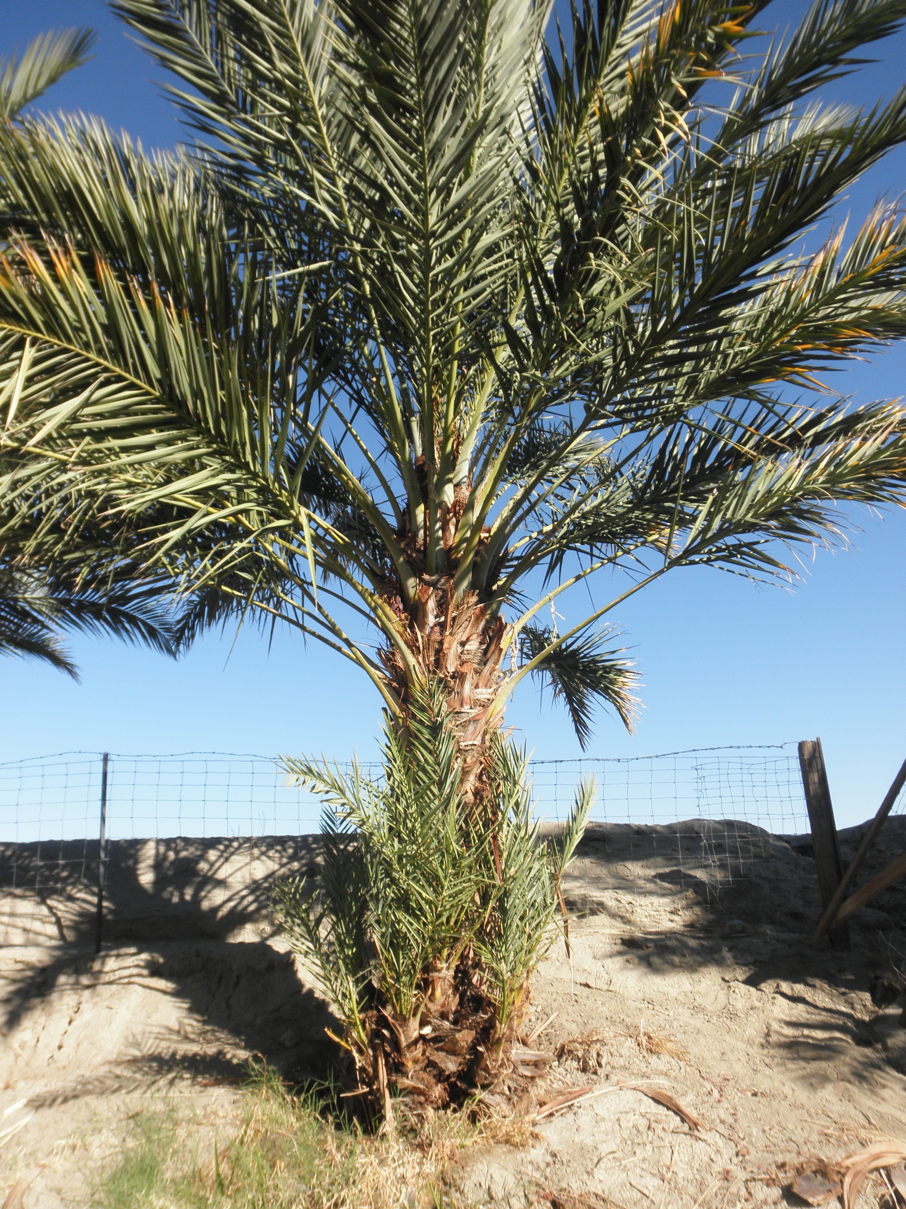 <p>Phoenix dactylifera - Date Palm</p>