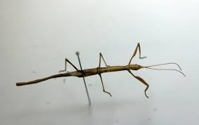 <p>Walking sticks</p><ul><li><p>elongated bodies, herbivores</p></li></ul><p></p>