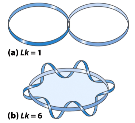 <p><span style="background-color: transparent;">Separation of two strands of a double-stranded circular DNA.</span></p><p><span style="background-color: transparent;">In DNA, Lk specifies the <u>number of helical turns in a closed circular DNA</u></span></p>