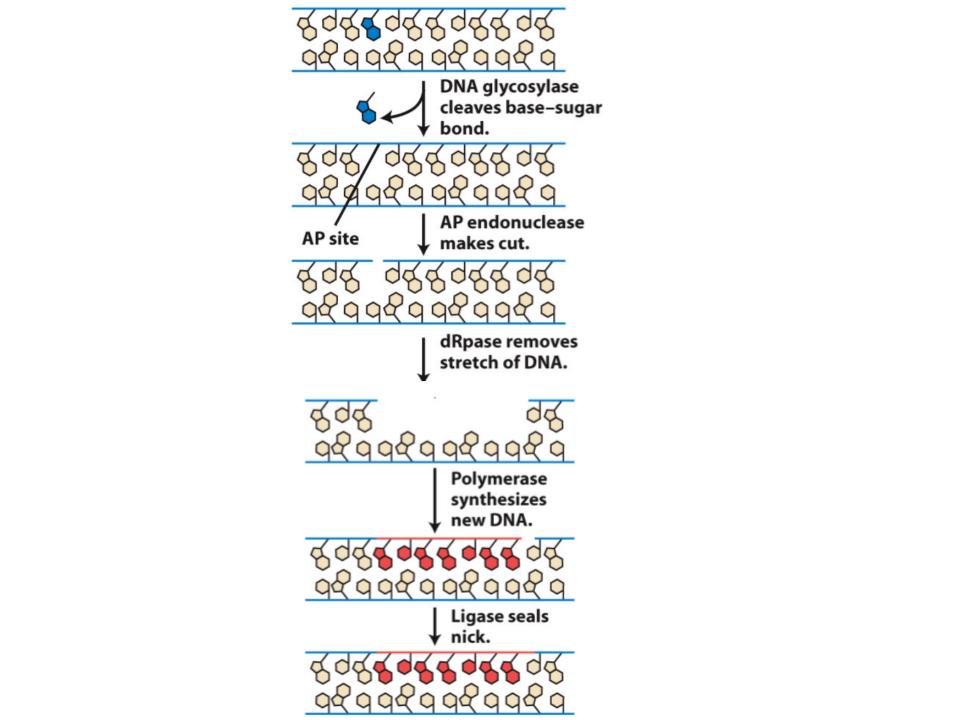 <p>An enzyme (AP endonuclease) recognises an apurinic site and cuts the strand of DNA that contains it. The defective DNA and some adjacent DNA is then removed by a set of enzymes (excision exonucleases). The gap is filled in by DNA synthesis.</p>