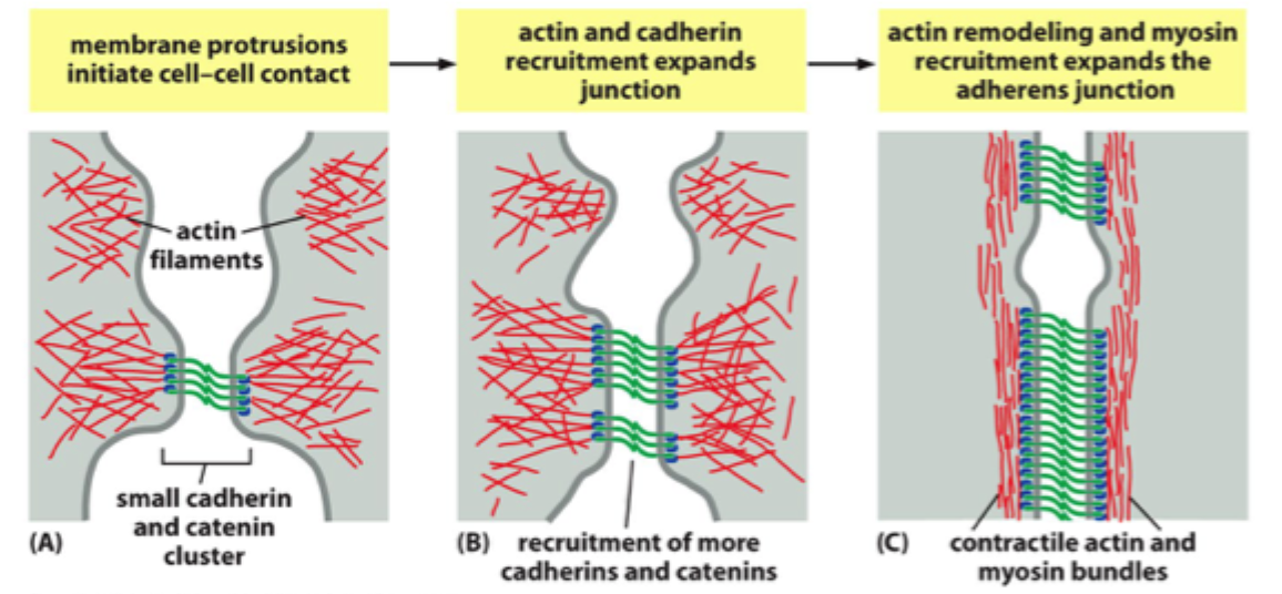 <p>Til <strong>aktincytoskelettet</strong> via <strong>cateniner</strong>.</p>
