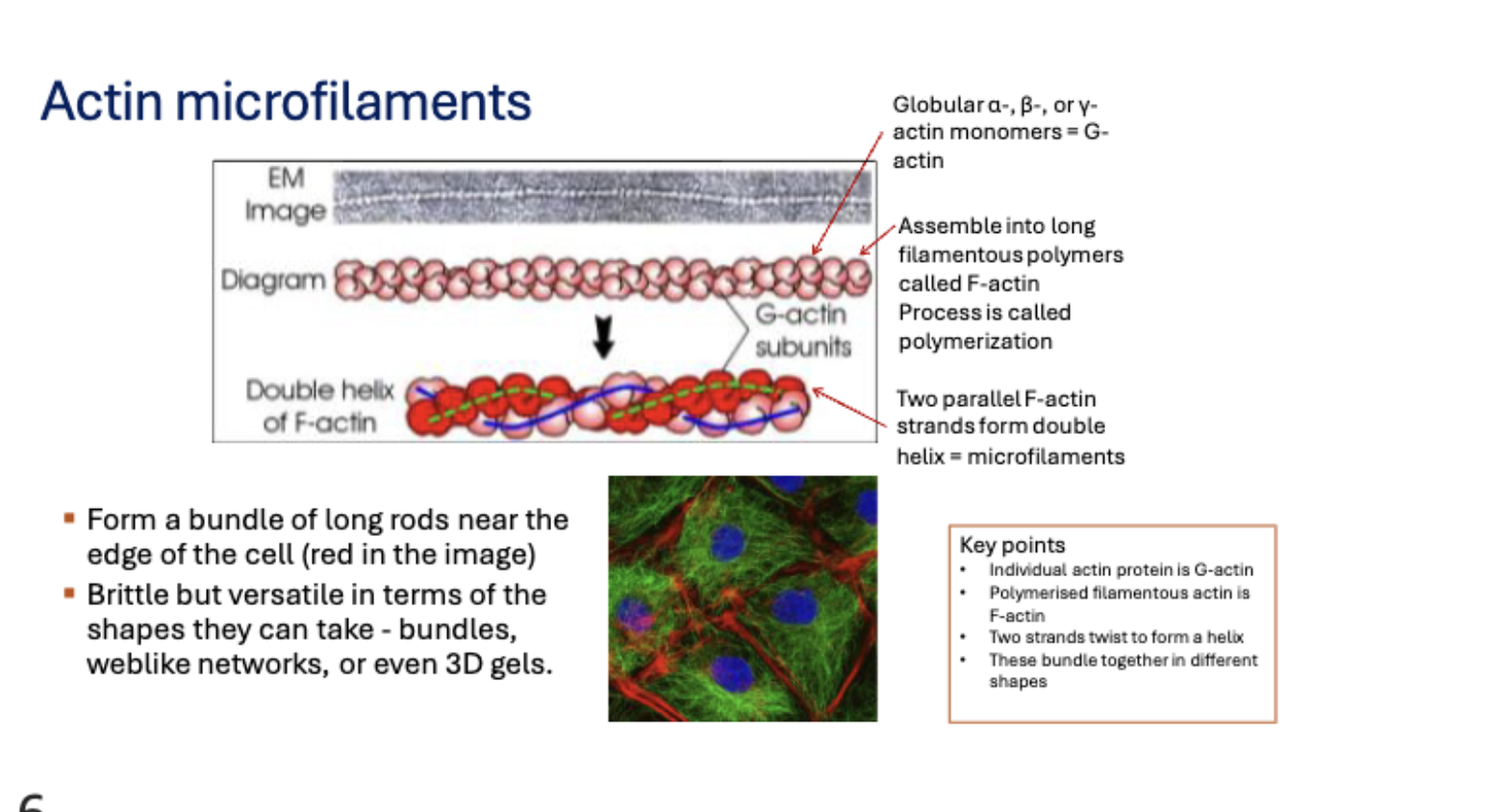 <p>Microfilaments are the thinnest cytoskeletal fibres (~7 nm) composed of actin. G-actin (globular actin) monomers polymerise to form F-actin (filamentous actin), and two F-actin strands twist together into a double helix.</p>