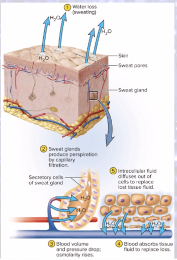<p>sweat from capillaries</p><p>blood volume and BP drop, osmolarity rises</p><p>blood absorbs tissue fluid to replace loss!</p><p>tissue fluid pulled from ICF</p><p>all 3 compartments lose water</p>