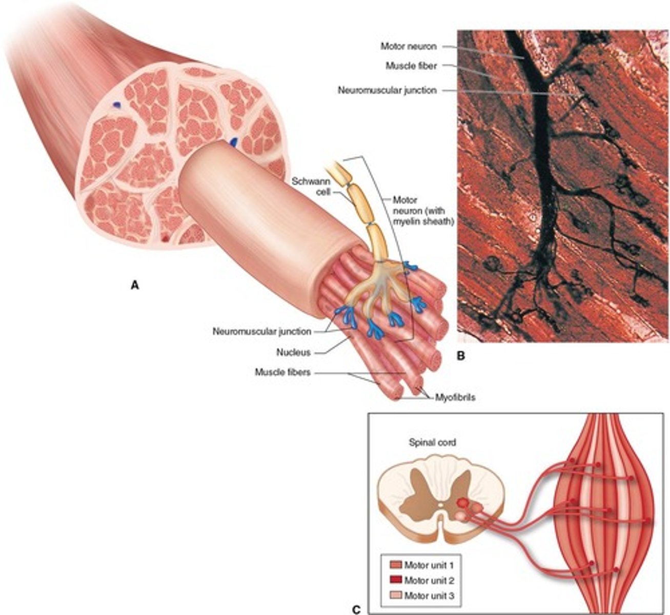 <p>A motor neuron and the muscle fibers it innervates</p>