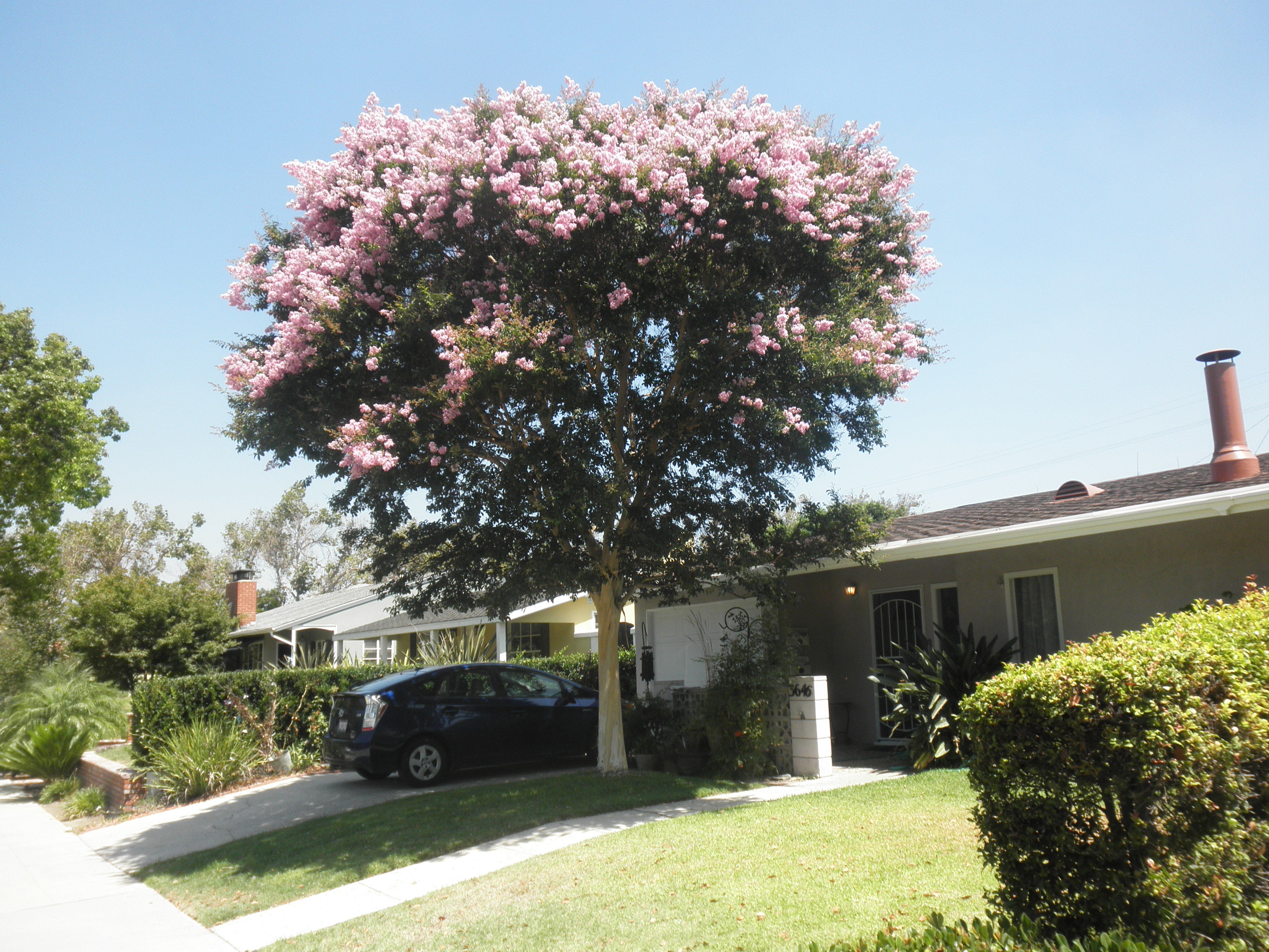 <p>Lagerstroemia indica - Crape Myrtle</p>