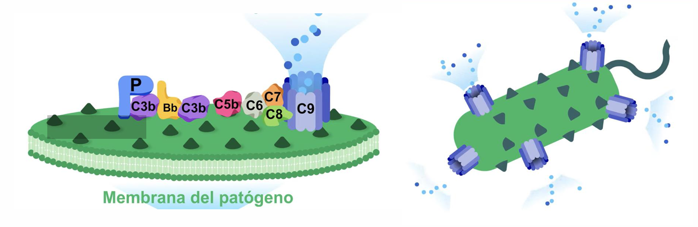 <p>Reconocimiento directo de superficies microbianas.</p><p>Forma parte de la respuesta inmunitaria innata y se trata de un tipo de defensa inespecífica</p>