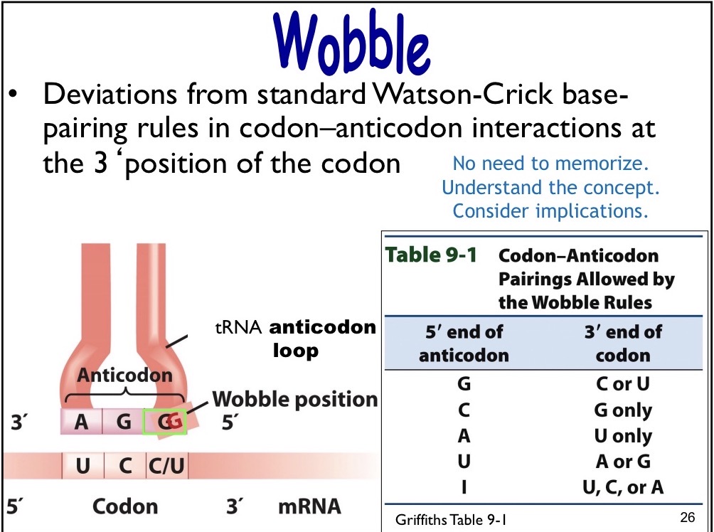 <p>Deamination product of A, base-pairs with A, U, or C in the third (or wobble) position, on 5’ end of anticodon</p>