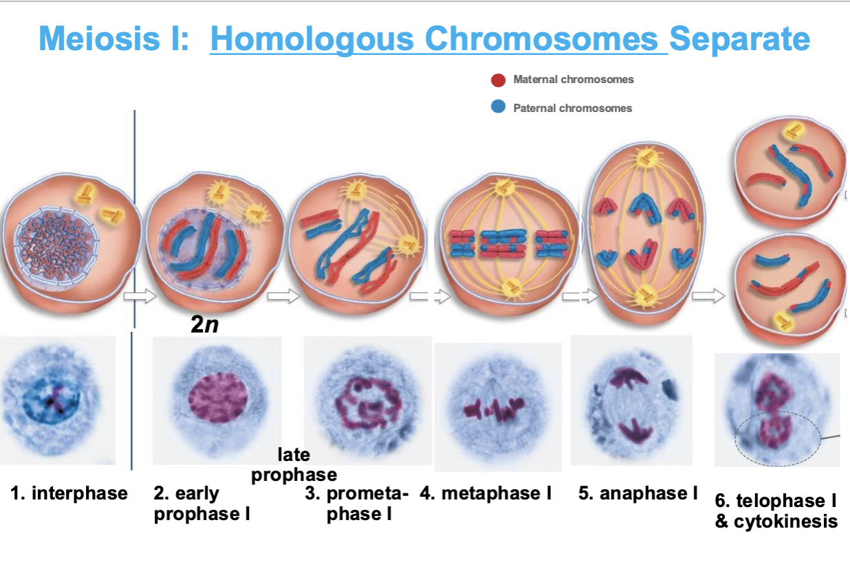<ul><li><p>Chiasmata (cross over points) visible → formed by nonsister chromatids </p></li><li><p>nuclear envelope broken down</p></li><li><p>spindles associate with PAIRS of homologous chromosomes </p></li></ul><p></p>