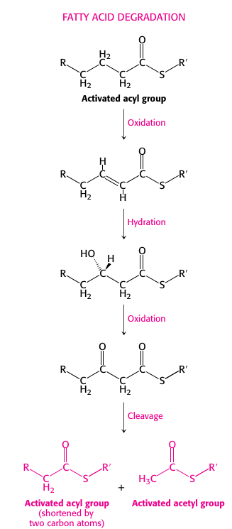 <ul><li><p>4 steps</p></li><li><p>converts fats to acetyl CoA</p></li><li><p>Fatty acid is activated with CoA nucleophilic addition</p></li><li><p>CoA cleaves oxidized fat</p></li><li><p>in mitochondria</p></li><li><p>Transported into mitochondria through linkage with carnitine </p></li></ul><p></p>