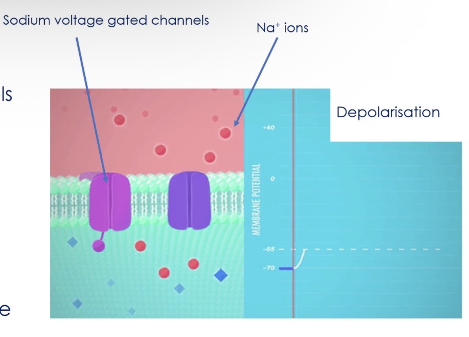 <ul><li><p>Once threshold is reached the action potential will continue independently of the stimulus. This is known as an all-or-none response.</p></li><li><p>This is because when threshold is reached more Nat ions channels open (these are voltage gated channels) and more Nations rush into the cell. </p></li><li><p>The cell membrane is depolarised as the inside of the cell becomes more positive compared to the outside.</p></li></ul><p></p>
