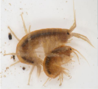 <p>The freshwater shrimp; it is laterally flattened, very active, and often swims on its side.</p>