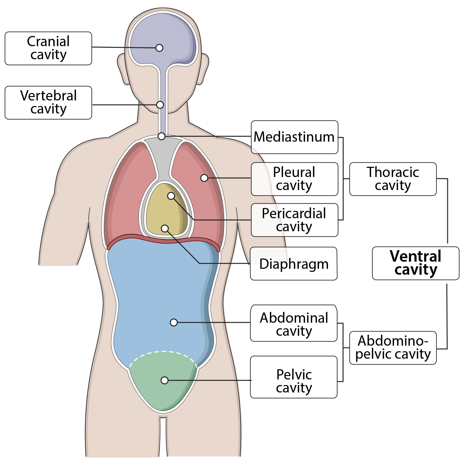 <p>Thoracic cavity: pericadial, pleural cavity, mediastinum<br>Abdominopelvic cavity: abdominal, pelvic</p>