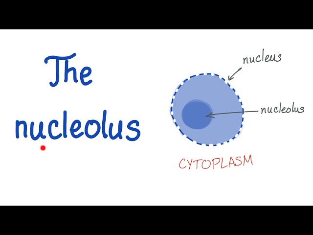 <p>Small structure inside the nucleolus. Its main job is to make ribosomes, which help the cell produce proteins.</p>