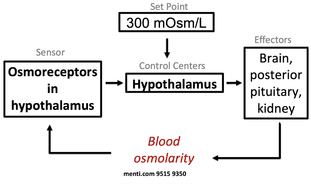 <p>When osmolarity is high:</p><ul><li><p>Hypothalamus contacts other parts of the brain, to create a feeling of thirst</p></li><li><p>Hypothalamus tells the posterior pituitary to release more of the hormone anti-diuretic hormone (ADH)</p></li></ul><p>When osmolarity is low:</p><ul><li><p>Hypothalamus tells the posterior pituitary to release less of anti-diuretic hormone (ADH)</p></li></ul><p></p>