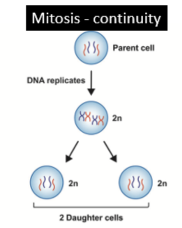 <p>maintains chromosome number and genome of cells, producing diploid cells</p>