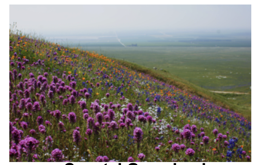 <p>California Plant Community 5</p>