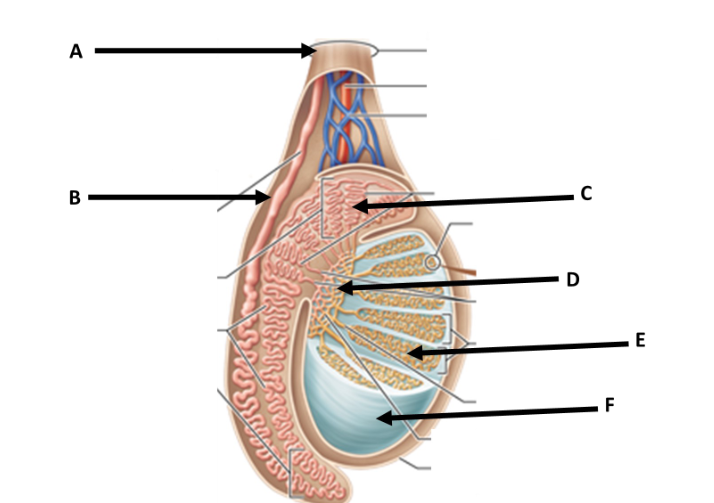 <p>B?</p>