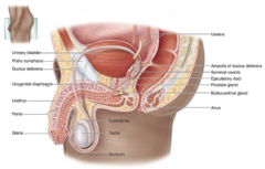<p>What is the function of the penis in the male reproductive system?</p>