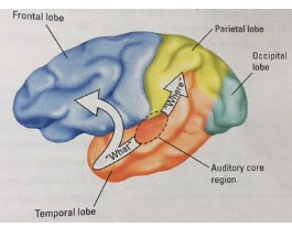 <p>helps identify sounds, like recognizing speech, music, or a dog bark</p>