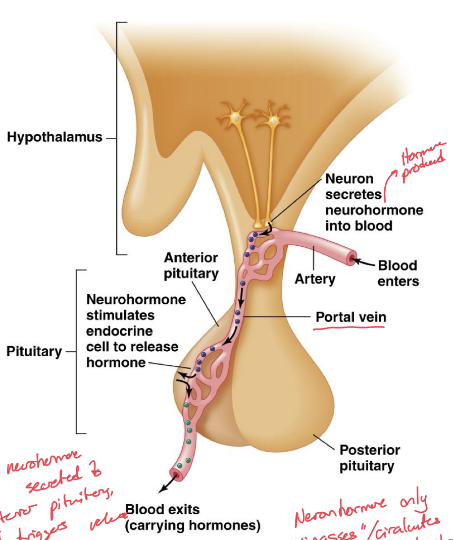 <p>Also known as the adenohypophysis</p><p>Has the portal vein system to transport neurohormones from the hypothalamus to the anterior pituitary</p><p>When hypothalamus receives some stimulus, it’s neurons releases neurohormone into the portal vein system and does not directly synapse onto the anterior pituitary</p><p>As the neurohormone reaches the anterior pituitary, it triggers the secretion of tropic hormones, which then gets carried down the blood stream to its target organs and the neurohormone is removed from circulation.</p><p>Neurohormone from hypothalamus only circulates around the anterior pituitary gland</p>