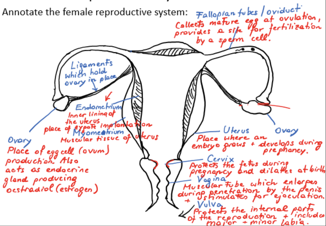 <p>collects mature egg at ovulation, provides a site for fertilization by a sperm cell</p>