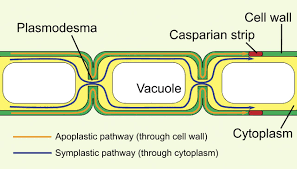 <p>channels that bridge and penetrate the rigid cell walls of adjacent plant cells</p>