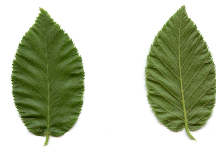 <p>Ostrya carpinifolia - črni gaber</p><p>Carpinaceae - gabrovke </p>