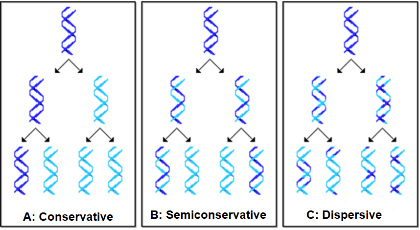 <ul><li><p>conservative model</p></li><li><p>semiconservative model</p></li><li><p>dispersive model</p></li></ul><p></p>
