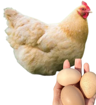 <ul><li><p>Dual purpose</p></li><li><p>175-220 medium to large light brown eggs per year</p></li><li><p>3-4 kg in about 20-22 weeks</p></li><li><p>England</p></li><li><p>Large, fluffy feathers,</p></li></ul><p></p>