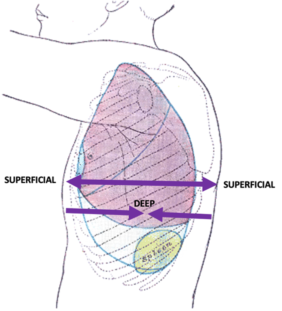 <p>superficial: towards body surface</p><p>deep: away from body surface</p>