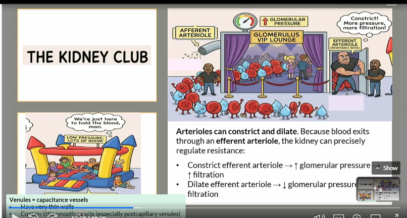 <p>Arterioles can constrict and dialate</p><p></p><p>For example, if you constrict the efferent atriole (moves blood away) </p><p>Pressure in the glomerulus goes up, and filtration goes up </p><p></p><p>For example, if you dialate the efferent atriole (moves blood away) </p><p>Pressure in the glomerulus goes down, and filtration goes down</p><p></p><p>The venules just hold the blood, lots of pressure, lots of room</p>