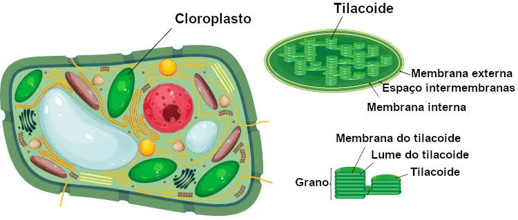 <p><span>Realizar a fotossíntese, convertendo energia luminosa em energia química armazenada na glicose.</span></p>