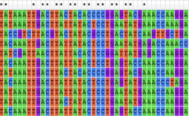<ul><li><p>They compare large amounts of molecular data between ancestors and descendants to build the trees</p><ul><li><p>Homologous DNA sequences (like nuclear or mitochondrial DNA) are aligned and compared</p><ul><li><p>Helps with the study of gene evolution: <span>mutations accumulate over time, at different paces across organisms</span></p></li></ul></li></ul></li><li><p>Mathematical models (like maximum likelihood) are used to find the tree that best fits the data</p><ul><li><p><span>There are different models of evolutionary change, so this method is more flexible than parsimony</span></p></li></ul></li></ul><p></p>