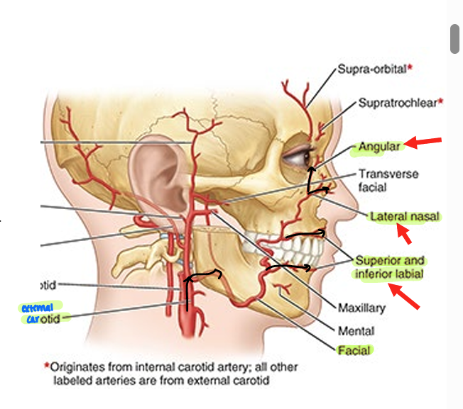 <ul><li><p><strong>facial artery</strong> = branch of external carotid</p><ul><li><p>inferior labial</p></li><li><p>superior labial</p></li><li><p>lateral nasal</p></li><li><p>angular</p></li></ul></li><li><p><strong>superficial temporal </strong>= branch of external carotid</p><ul><li><p>branches into<strong> transverse facial artery</strong></p><ul><li><p>feeds parotid gland &amp; medial face</p></li></ul></li></ul></li></ul><p></p>