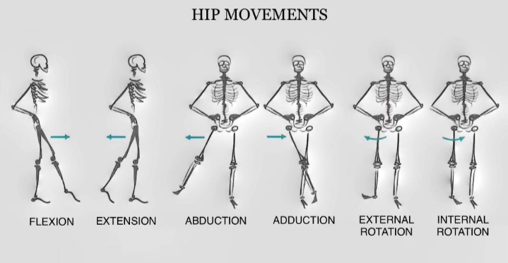 <p>hip movements</p>