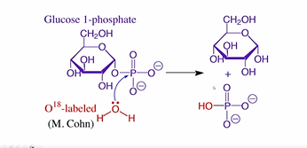 <ul><li><p>Phosphoryl, not phosphate</p></li><li><p>The -OH group actually comes from the nucleophile, NOT the original phosphate group. This was proved by isotopic oxygen in water and NMR.</p></li></ul><p></p><p></p>